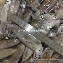 Venta caliente pescado congelado loligo calamar